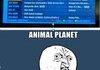 Animal Planet, Y U NO