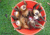 A bucket of Sloths