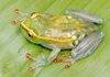 A transparent pregnant frog.