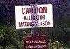 Alligators