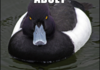 Angry Advice Duck