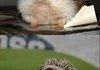 Another hedgehog!