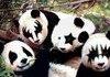 Awesome Pandas