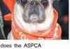 ASPCA