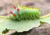 awesome caterpillar