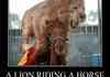 A LION RIDING A HORSE