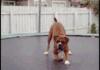 Bouncing Dog