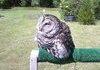 Apparently owls melt in direct sunlight.