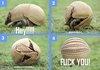 Armadillo