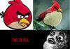 Angry Birds