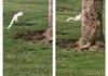 A rare white squirrel