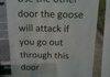 angry goose