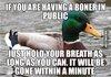 Actual Advice Mallard