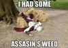 Assassins Weed