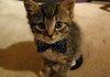 A cat with a bowtie.