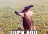 Anteaters are awesome