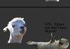 Alpaca and Skyrim