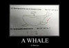 A Whale