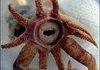 Promachoteuthis Sulcus