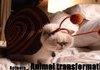 Animal transformation