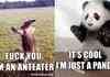 anteater