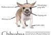 Anatomy of a Chihuahua