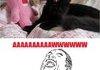 Awww yeaaaa kitten