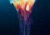 the alien beauty of jellyfish