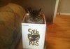 An approiprate box for my cat