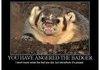 Angry Badger