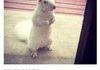 Albino Squirrel