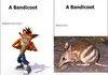 A Real Life Bandicoot