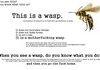 A Motherfucking Wasp
