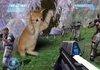 Ahhh, cats in halo