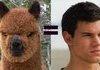 Alpacka and Taylor Lautner?