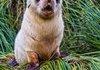 A newborn Antarctic Fur Seal