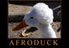 Afroduck