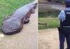 A giant salamander