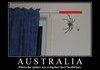 Australian Spiders