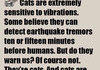 Another Cat Fact