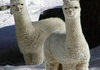 Alpacalypse.