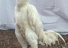 An erect cock