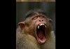 Animals yawning