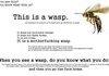 This is a Wasp