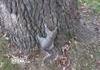 Drunk Squirrel Tries to Climb Tree