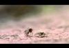Ant vs. Spider
