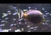 Aquarium Trailer fish whistles a tune