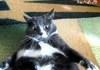 Angry fat cat!