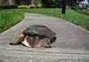 A turtle?