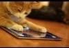 Animals Playing On iPads Compilation